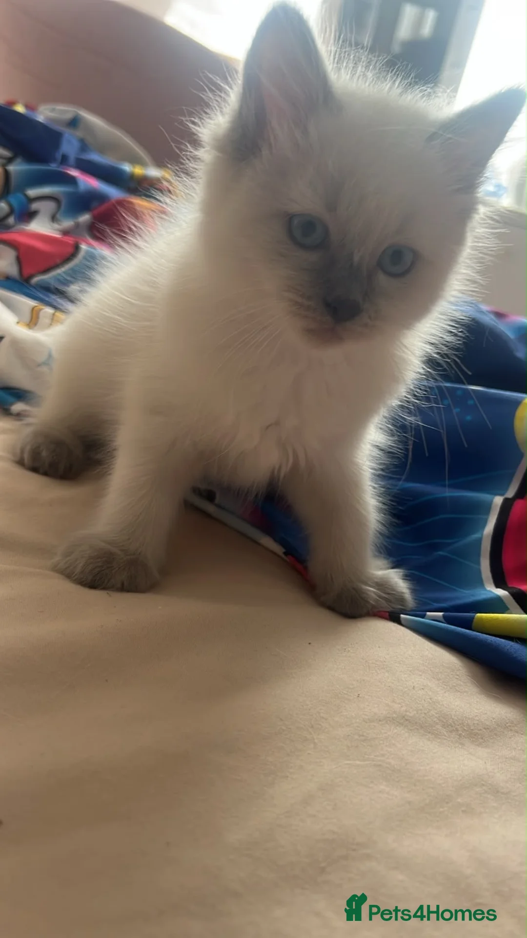 Ragdoll cats for sale: Blue point Ragdoll kitten  - Advert 2