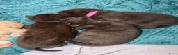 British Shorthair cats for sale: 3 Black Kittens - Advert 4