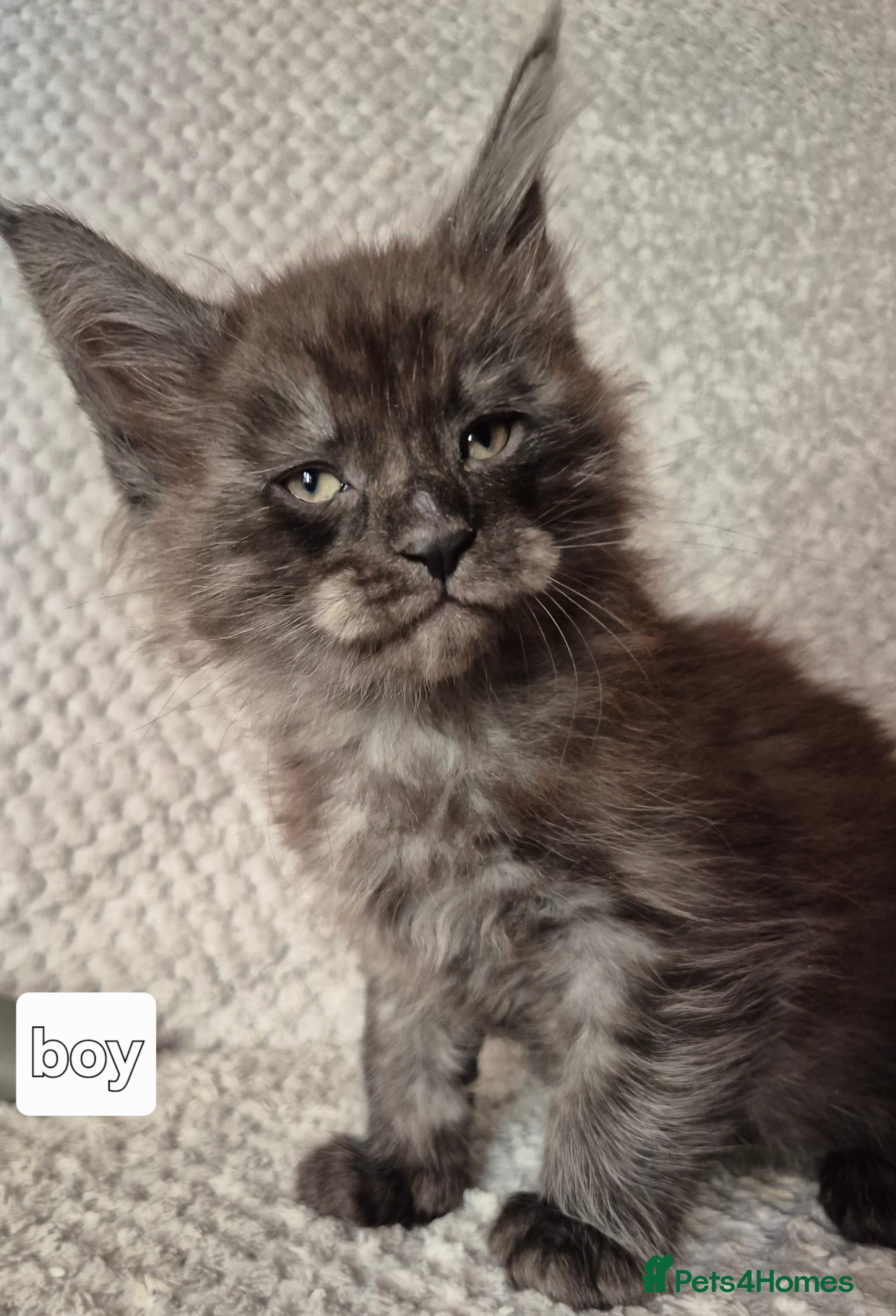 Maine Coon cats Mein Con - Advert 14