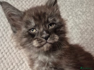 Maine Coon cats Mein Con - Advert 14