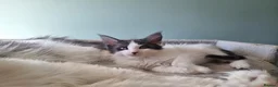 Maine Coon cats for sale: Maine Coon kittens  in Northampton - Advert 5