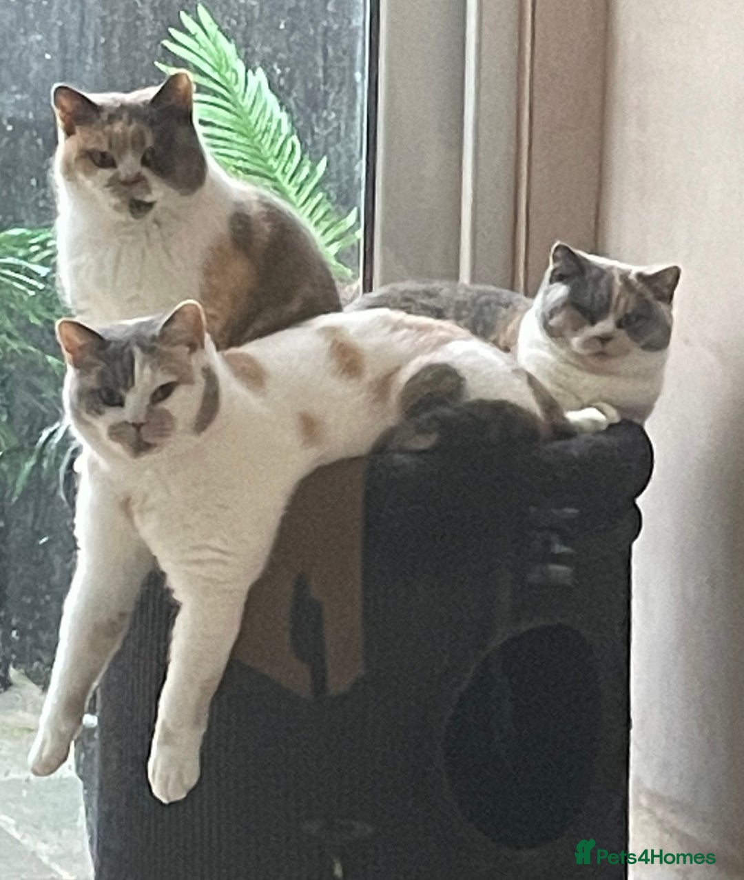 British Shorthair cats for sale: Beautiful GCCF British shorthair kittens - Image 21