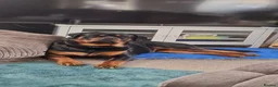 Rottweiler dogs for sale: Beautiful Rottweiler needing the right home ❤️ - Advert 3