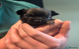 Chihuahua dogs for sale: Boy long haired chihuahua puppies  - Image 4