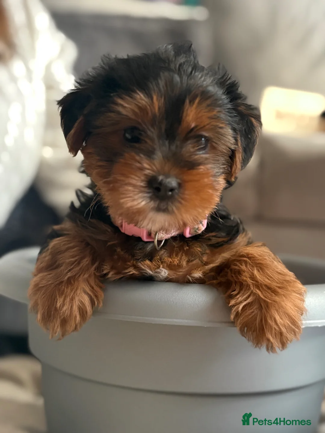 Yorkshire Terrier dogs for sale: Beautiful Yorkie pups ready to leave now  - Advert 1