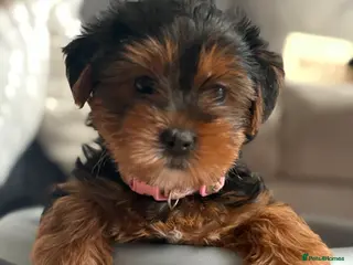 Yorkshire Terrier dogs Beautiful Yorkie pups ready to leave now - Advert 15