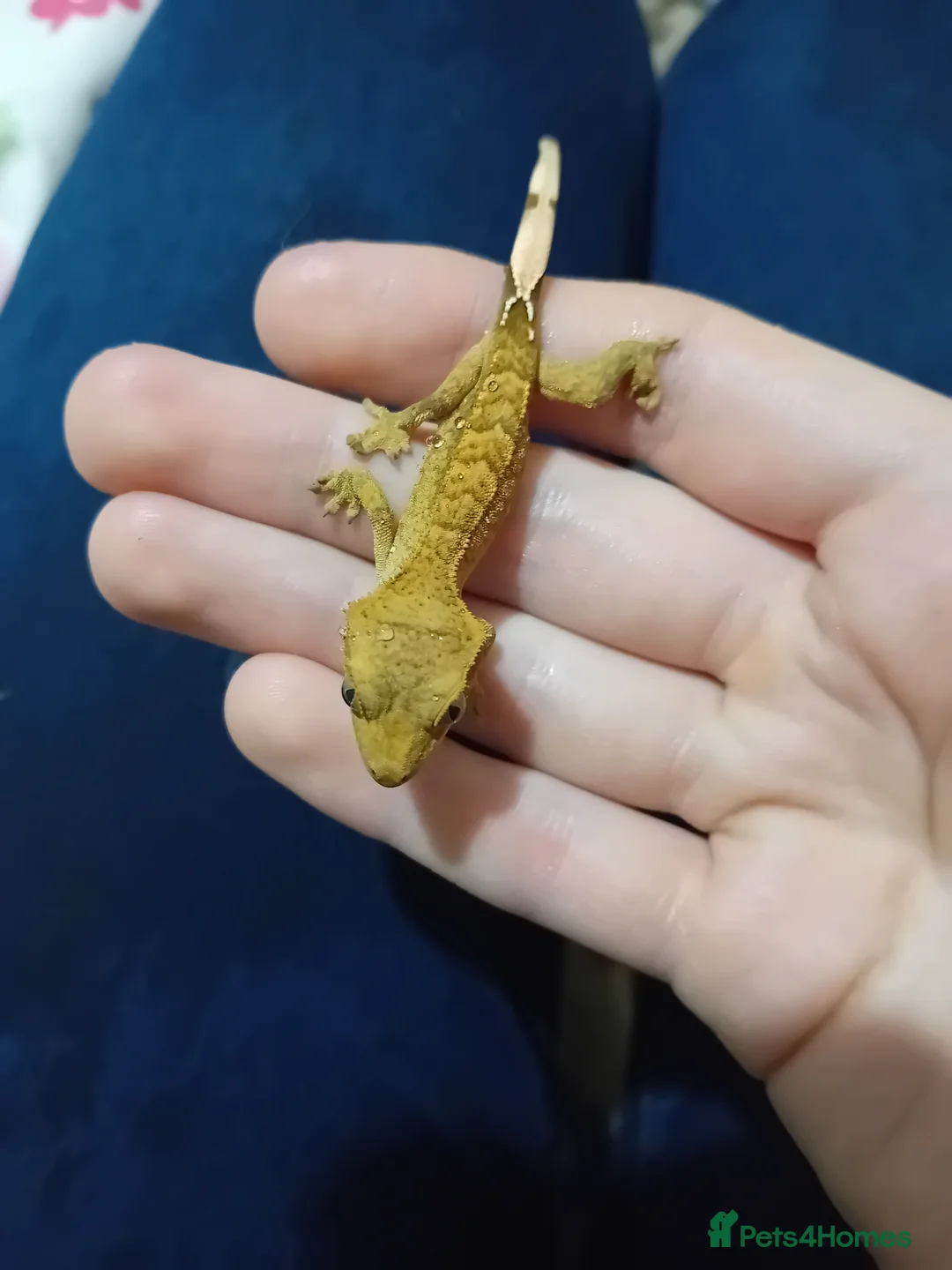 Lizard reptiles for sale: Several baby crested geckos for sale - Advert 2