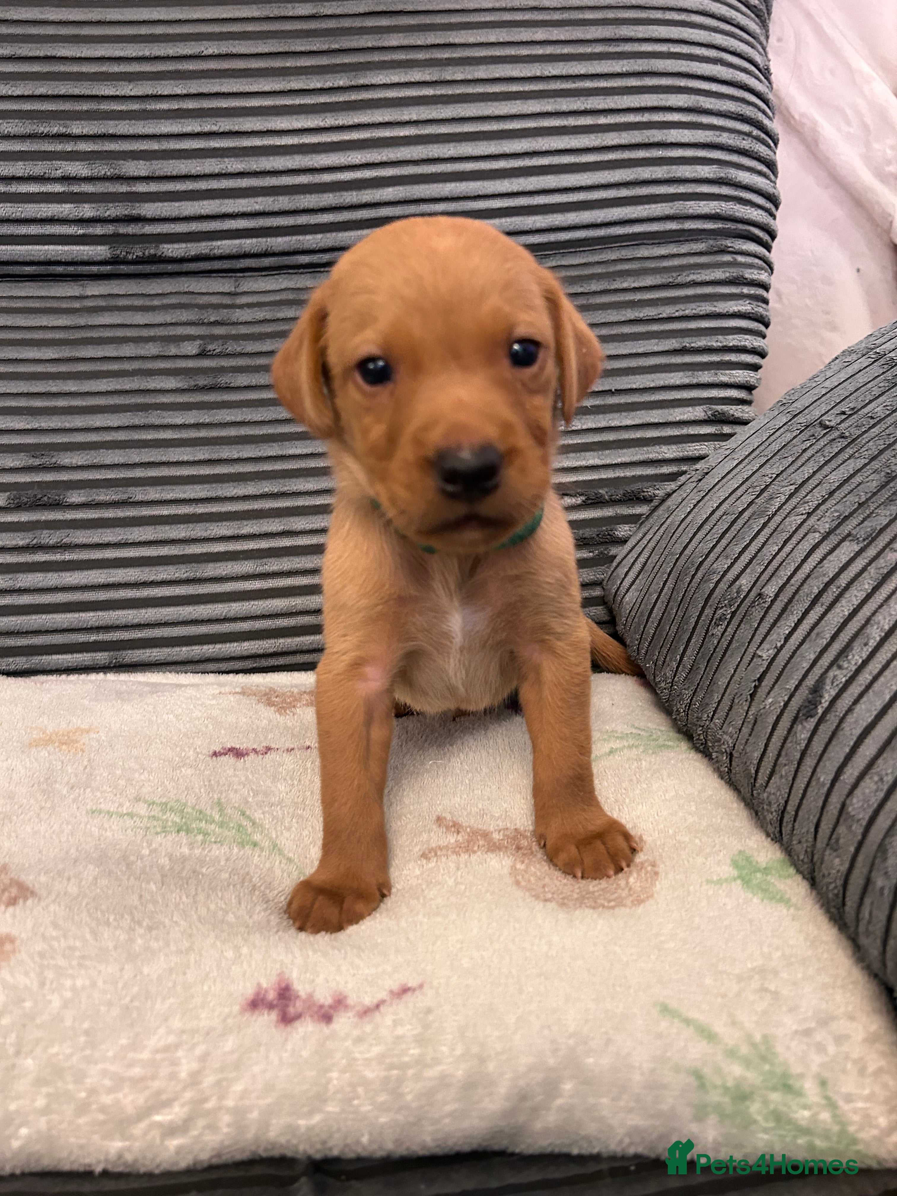 Labrador Retriever dogs KC REG LABS 3 GIRLS 4 BOYS LEFT - Advert 2