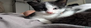 Mixed Breed Kitten 2 (boy)