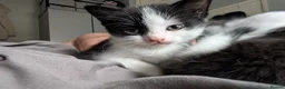 Mixed Breed cats for sale: Mix breed kittens needing new home soon - Advert 4