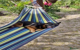 German Shepherd dogs for adoption: 💖🐶 NIKKI 🐶💖 - Image 5