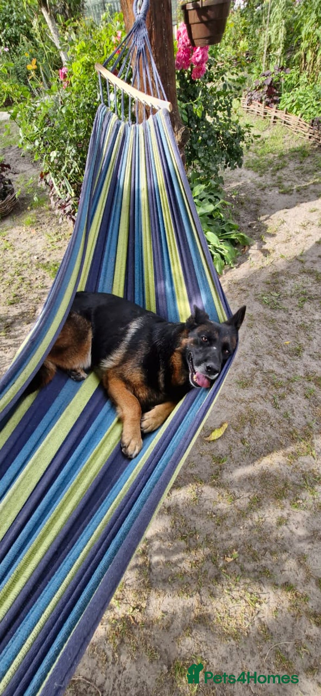 German Shepherd dogs for adoption: 💖🐶 NIKKI 🐶💖 - Image 5