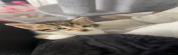 Mixed Breed cats for sale: Kittens for sale - Advert 6