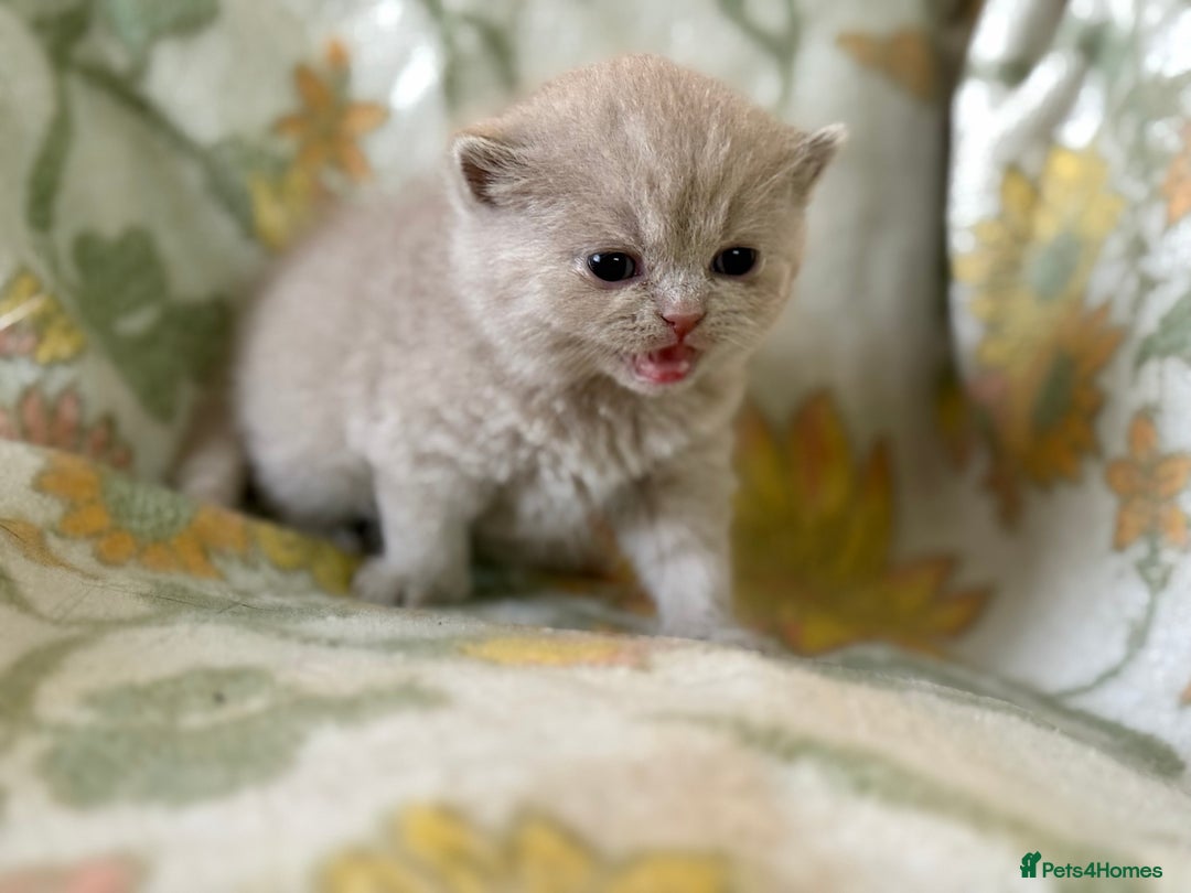 British Shorthair cats for sale: Beautiful GCCF and TICA reg British Shorthair  - Advert 21