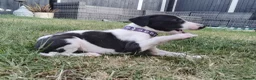 Mixed Breed dogs for sale: Whippet x Saluki puppies - Advert 3