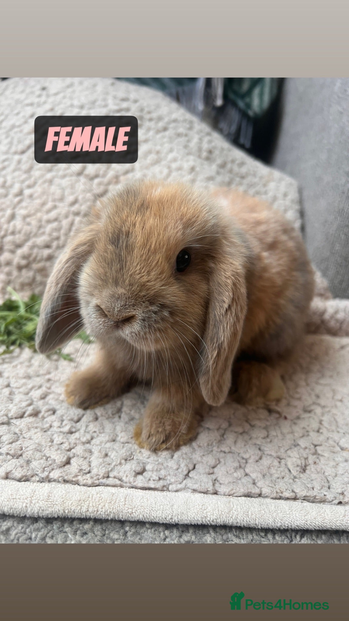Mini Lop rabbits 6 (3 LEFT) MIXED BEAUTIFUL MINILOP BUNNYS FOR SALE - Advert 1
