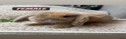 Mini Lop rabbits for sale: 6 MIXED GENDER BEAUTIFUL MINI LOP BUNNYS FOR SALE - Advert 11