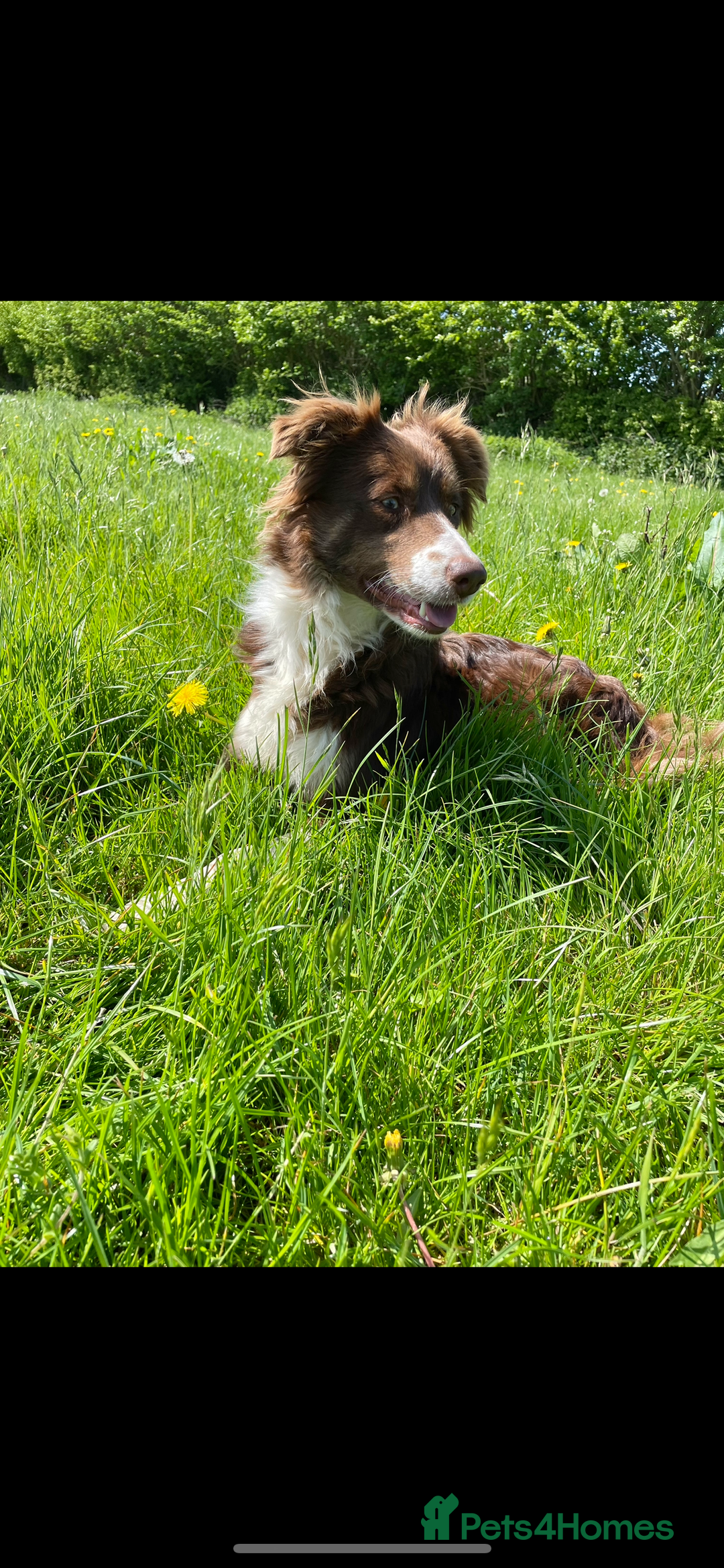 Border Collie dogs for sale: Red & White long haired girl - Advert 1
