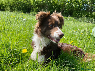 Border Collie dogs for sale: Red & White long haired girl - Advert 1