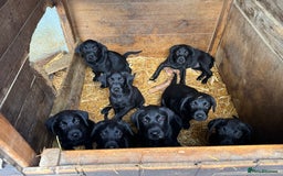 Labrador Retriever dogs for sale: Labrador puppies - Image 5