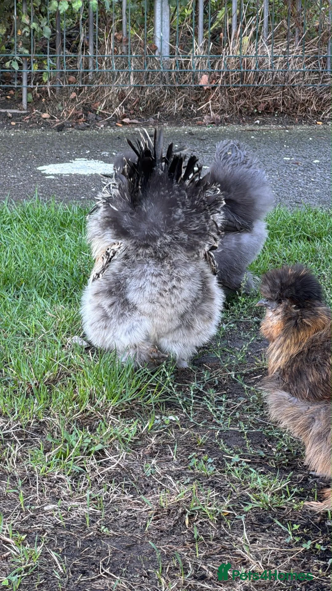 Chickens poultry for sale: Silkie Rooster  - Advert 1