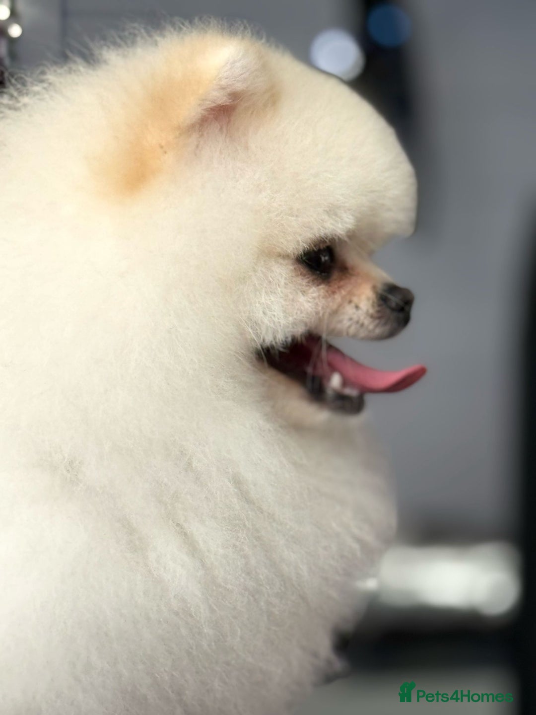 Pomeranian dogs for stud: Tiny Pomeranian (STUD)  - Image 10