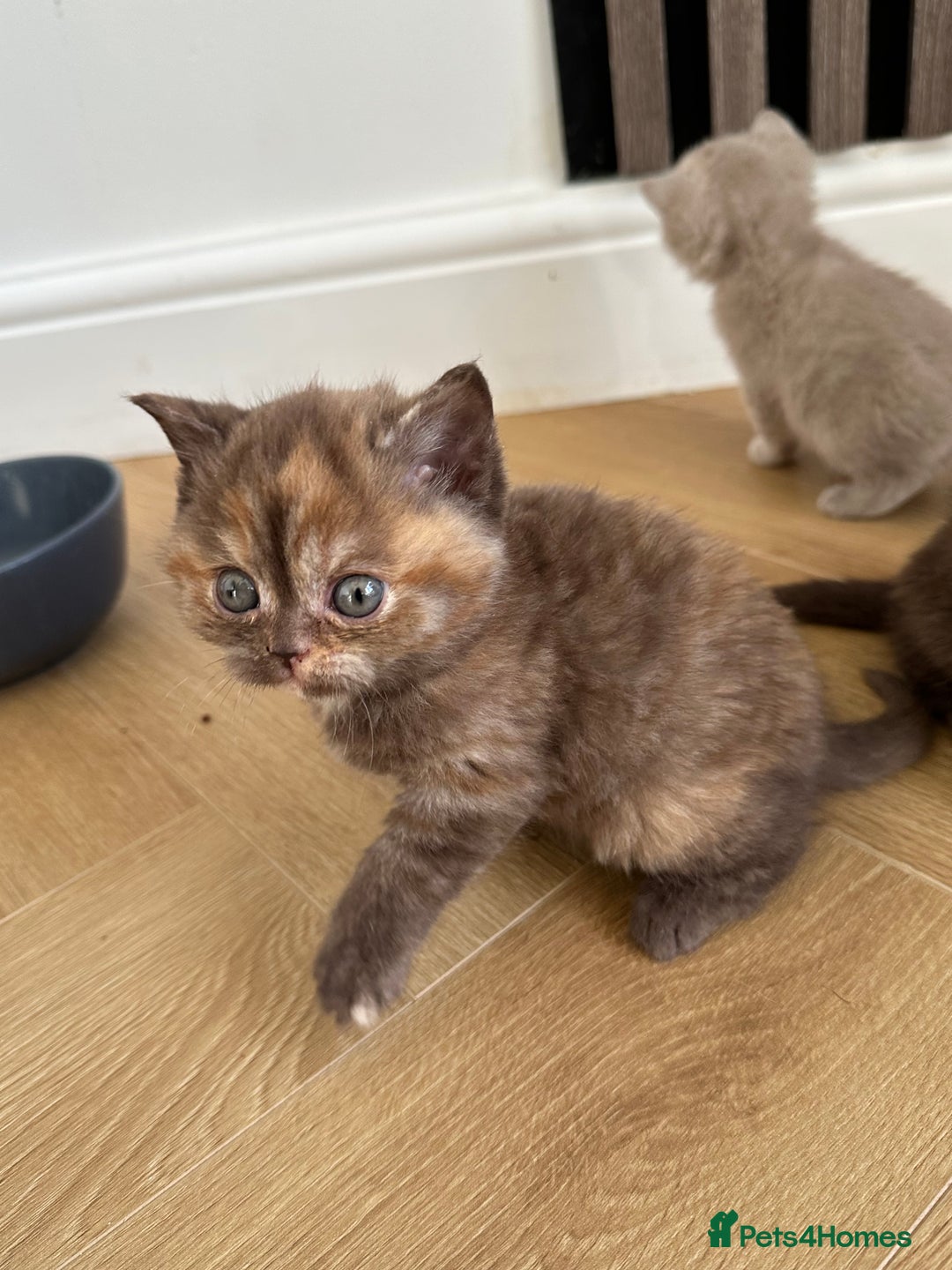British Shorthair cats for sale: 😻Beautiful Chocolate Tortie BSH Kittens😻🎀 - Advert 5