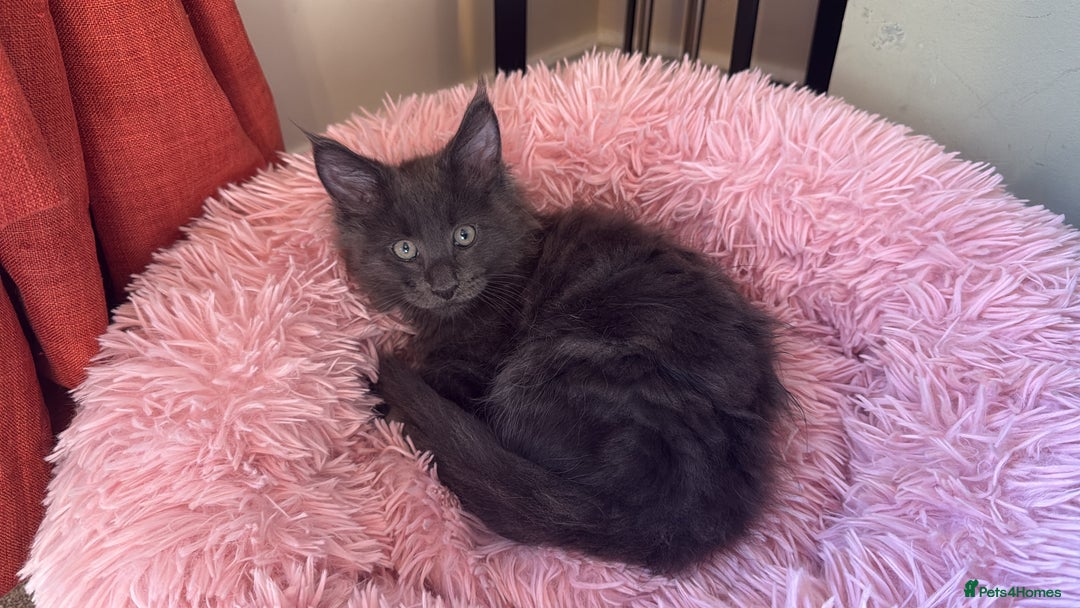 Maine Coon cats for sale: 6 remaining kittens - Advert 33