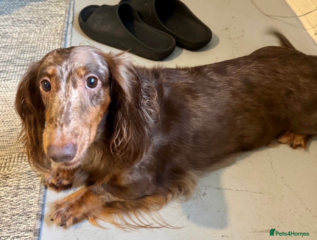 Dachshund dogs for sale: Standard Chocolate Dappled LH girl looking 4home - Image 2