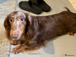 Dachshund dogs - Advert 16