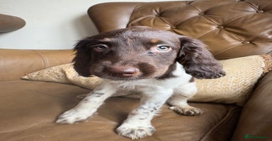 Sprocker dogs - Advert 9