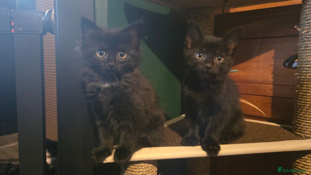 Mixed Breed cats for sale: One male and female tabby kittens  - Image 3