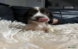 Cocker Spaniel dogs for sale: 💙Adorable Cocker spaniel puppies❤️ - Advert 3