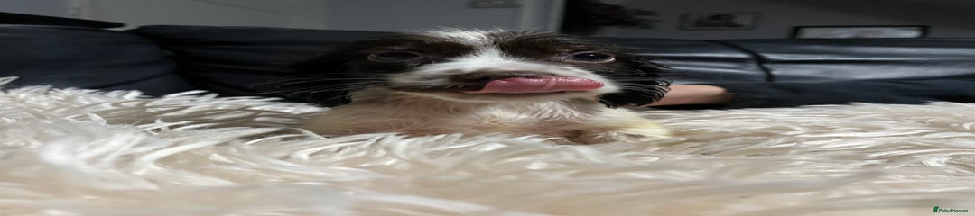 Cocker Spaniel Puppy 2