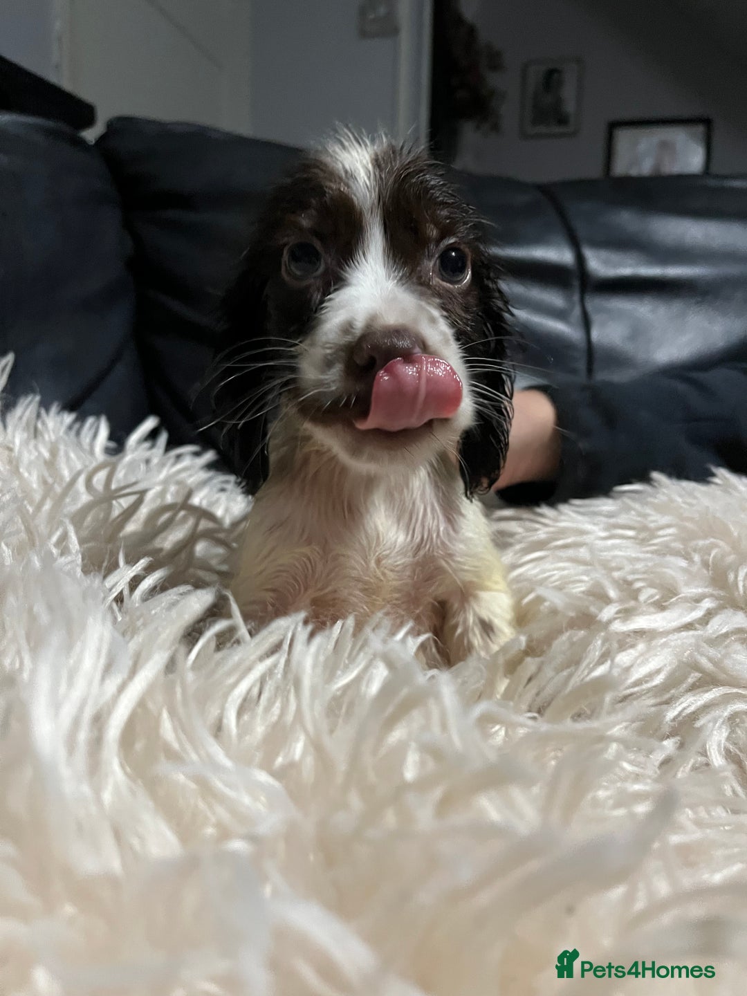 Cocker Spaniel dogs for sale: 💙Adorable Cocker spaniel puppies❤️ - Advert 3