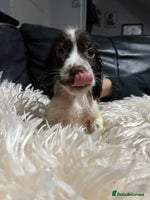 Cocker Spaniel dogs 💙Adorable Cocker spaniel puppies❤️ - Advert 5