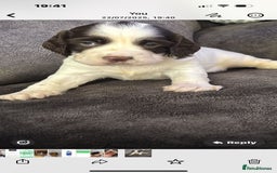 English Springer Spaniel dogs for sale: Beautiful English Springer Spaniel Puppies  - Image 19