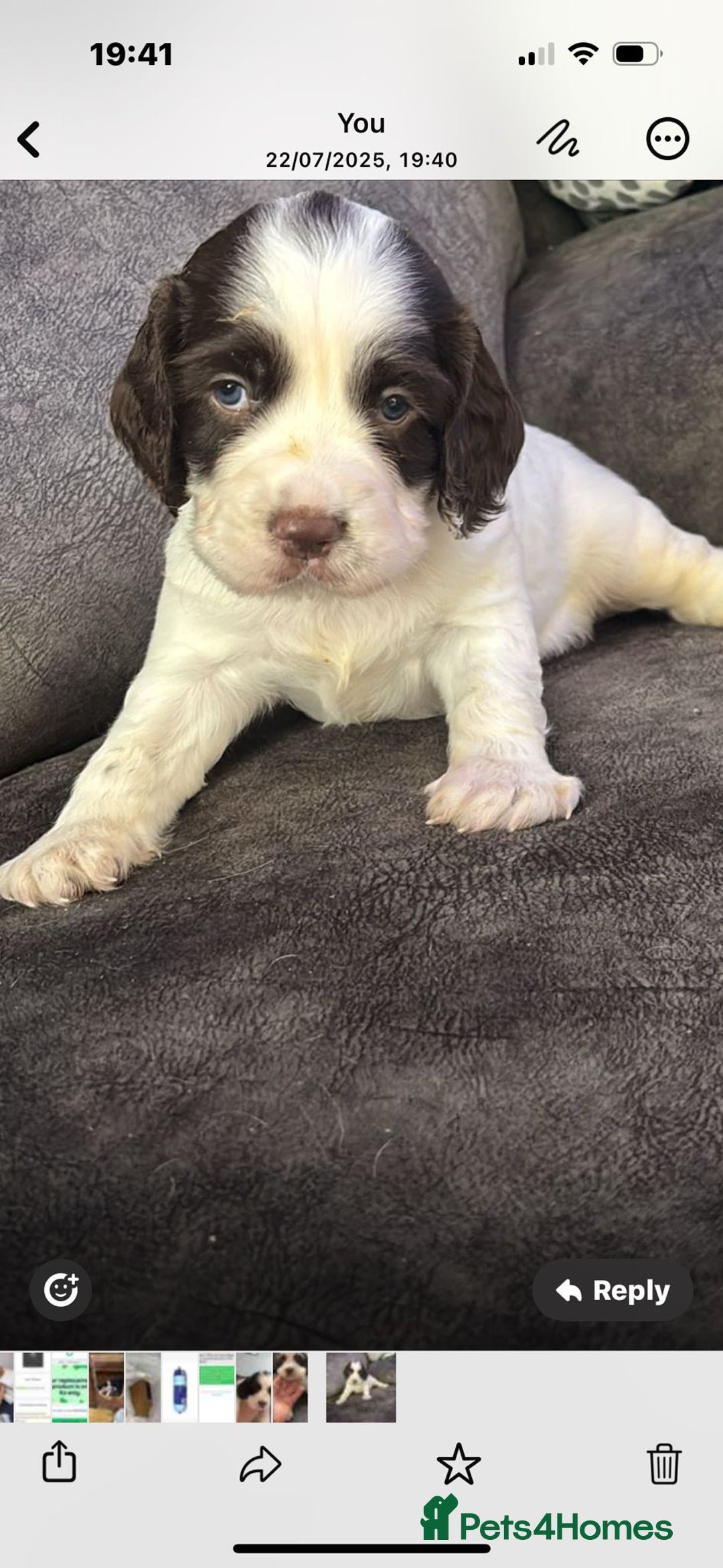 English Springer Spaniel dogs for sale: Beautiful English Springer Spaniel Puppies  - Image 19