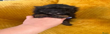 Cockapoo 1