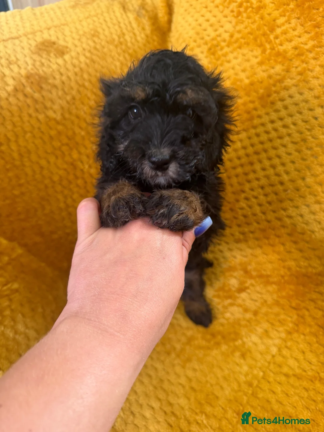 Cockapoo dogs for sale: Cockapoo puppies - Advert 30