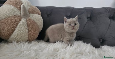 Scottish Fold cats - Advert 4