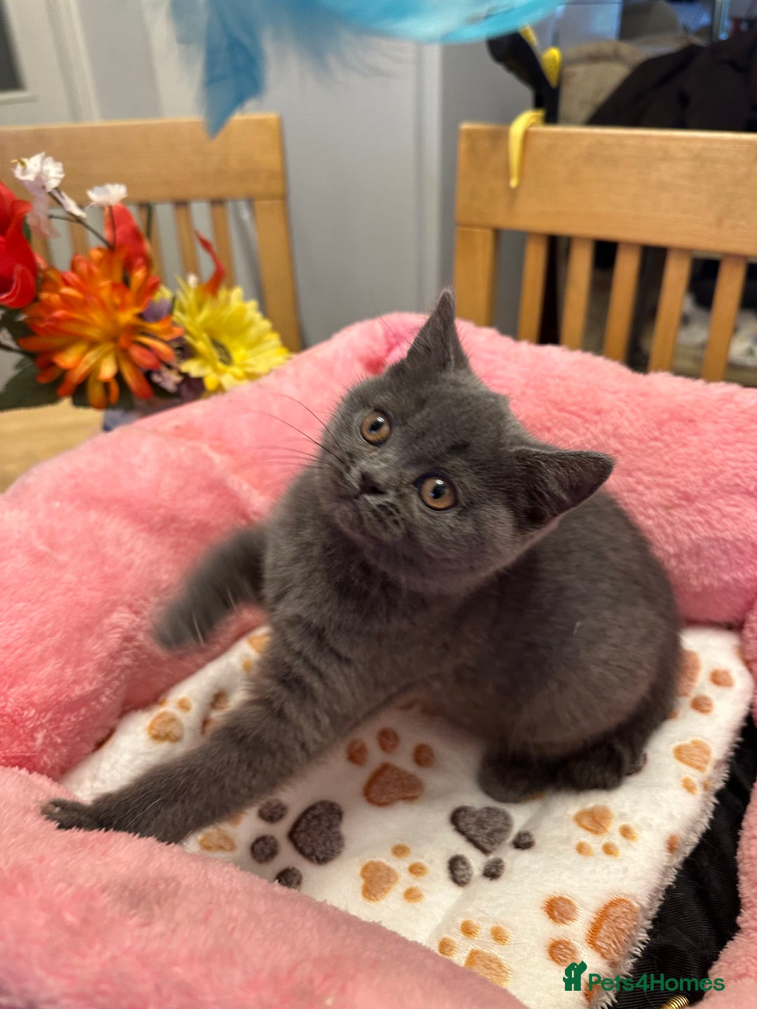 British Shorthair cats for sale: British Shorthair Blues - Advert 7