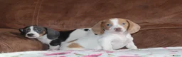 Miniature Dachshund dogs for sale: Miniature dachshund puppies - Advert 3