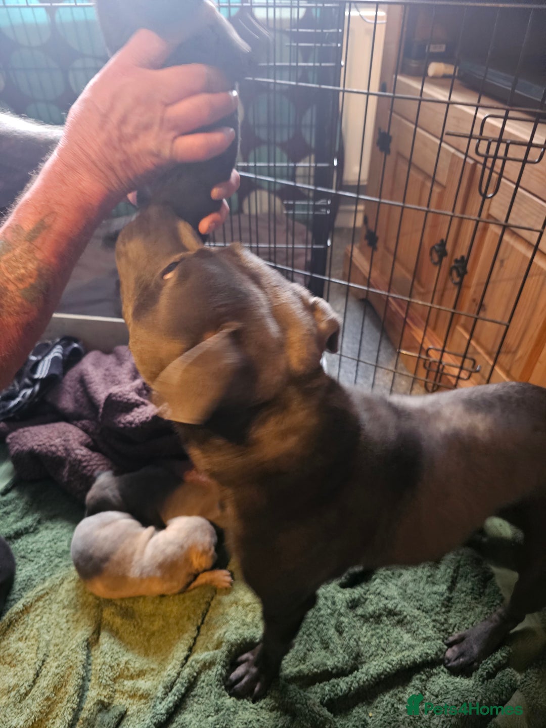 Staffordshire Bull Terrier dogs for stud: Staffordshire bull terrier  in Mansfield - Advert 3