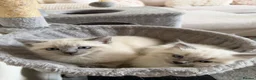 Siamese cats for sale: Siamese/ragdoll cross  in Rochdale - Advert 11