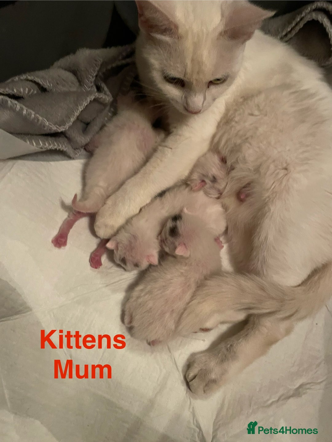Mixed Breed cats for sale: White kittens looking for a forever loving family  - Image 9