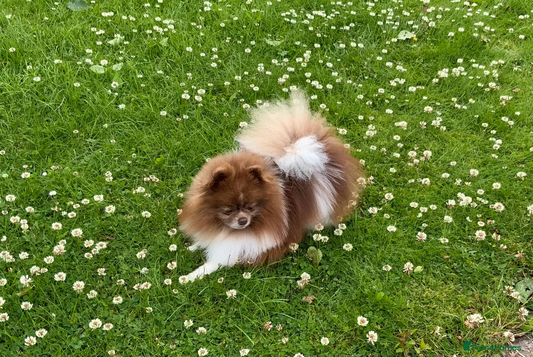 Pomeranian dogs for stud: Chocolate and white party colour true to type boy in Lanark - Advert 12