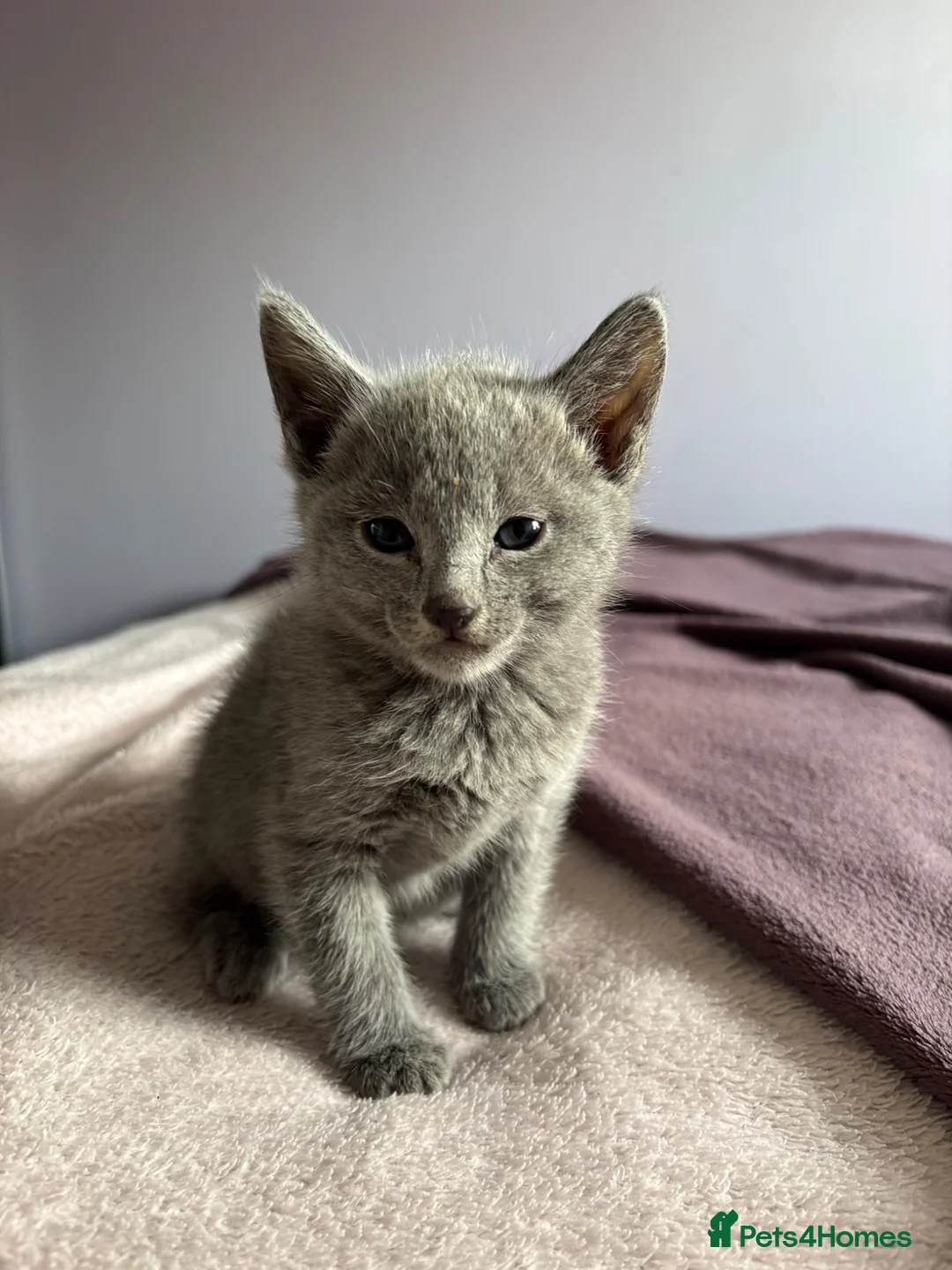 Russian Blue cats for sale: TICA PURE PEDIGREE RUSSIAN BLUE KITTENS  - Advert 2