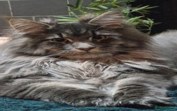 Maine Coon cats for stud: Maine Coon boy for stud - Image 3