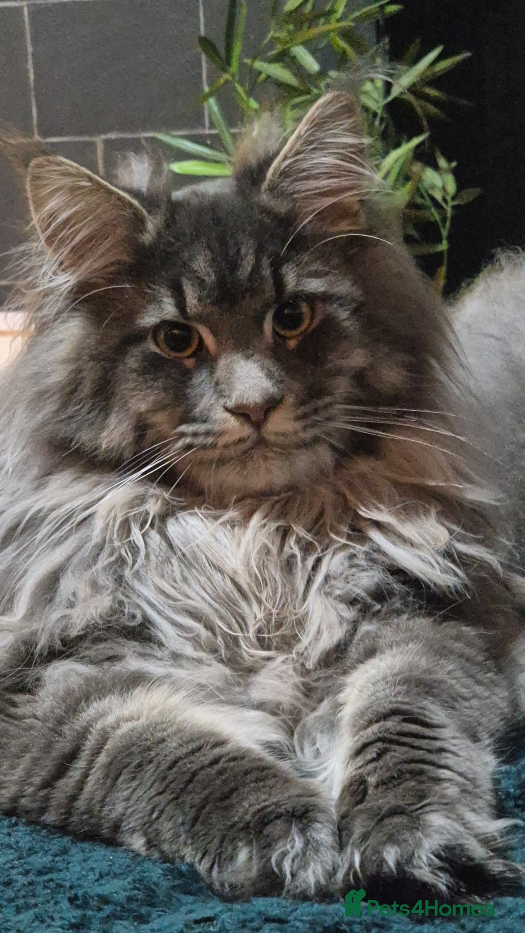 Maine Coon cats for stud: Maine Coon boy for stud - Image 3